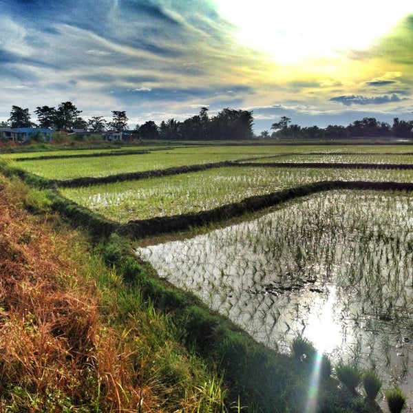 Angadanan rice fields